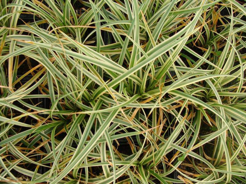 Laiche - CAREX morrowii 'Ice Dance' - Graminées