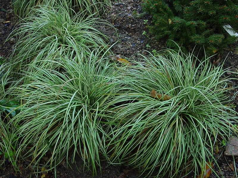 Laiche pied d'oiseau - CAREX ornithopoda 'Variegata' - Graminées