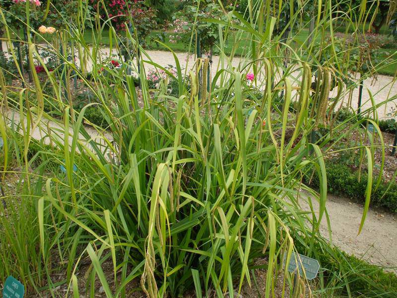 Laiche pendante - CAREX pendula - Graminées