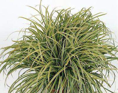 Laiche - CAREX 'Silver Sceptre' - Graminées