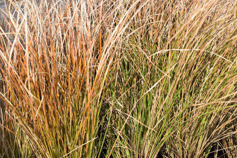 Laiche - CAREX Testacea 'Prairie Fire' - Graminées