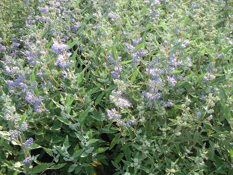 Barbe bleue - CARYOPTERIS clandonensis 'Heavenly blue' - Arbuste