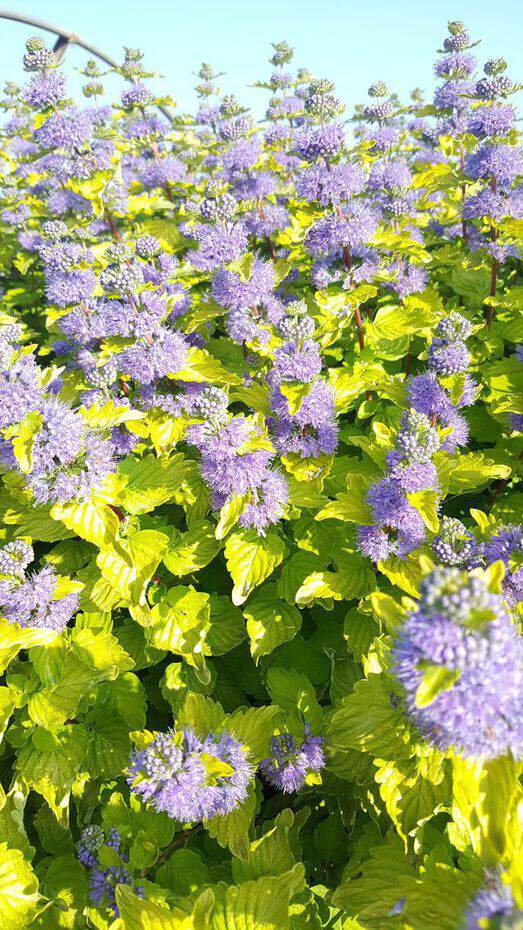 Barbe bleue - CARYOPTERIS clandonensis 'Good as gold®' - Arbuste