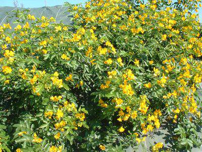 Séné - CASSIA floribunda - Arbuste