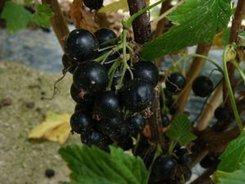 Ribes nigrum - CASSISSIER 'Andega' - Arbre fruitier
