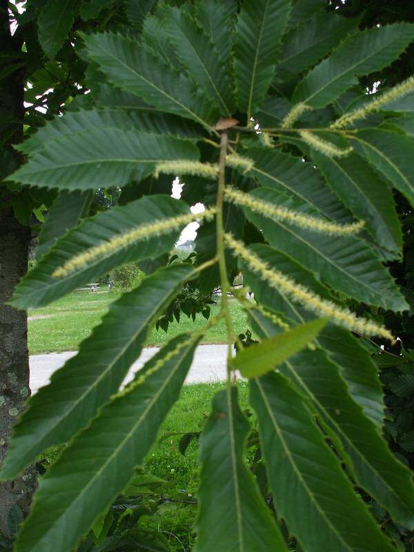 Châtaignier - CASTANEA sativa - Arbre fruitier