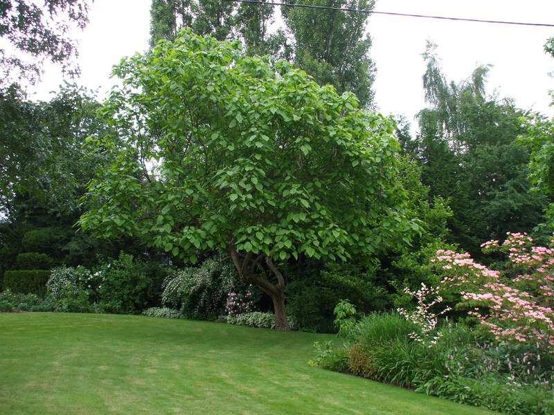 Catalpa commun - CATALPA bignonioides - Arbre