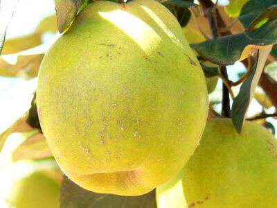 Cydonia oblonga - COGNASSIER 'Champion' - Arbre fruitier