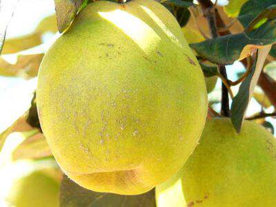 Cydonia oblonga - COGNASSIER 'Géant de Vranja' - Arbre fruitier