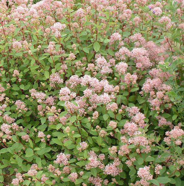 Lilas de Californie, Ceanothe - CEANOTHUS pallidus 'Marie Simon' - Arbuste