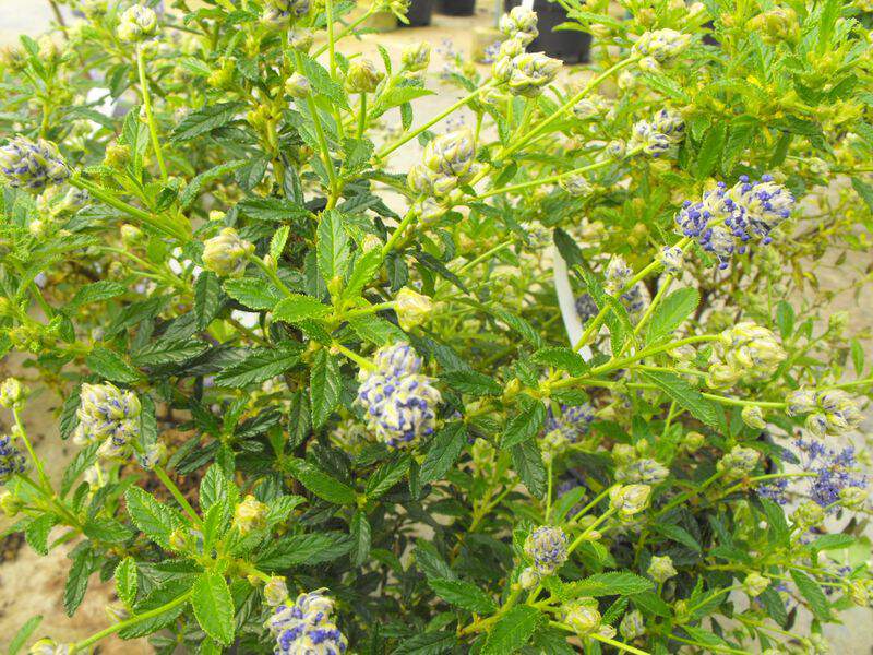 Lilas de Californie, Ceanothe - CEANOTHUS Cynthia postan - Arbuste