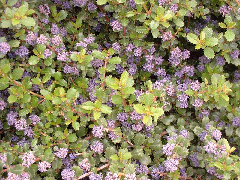 Lilas de Californie, ceanothe - CEANOTHUS gloriosus Emily Brown - Arbuste