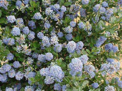 Lilas de Californie, Ceanothe - CEANOTHUS 'Automnal Blue' - Arbuste