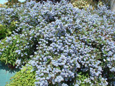 Lilas de Californie, Ceanothe - CEANOTHUS thyrsiflorus 'Repens' - Arbuste