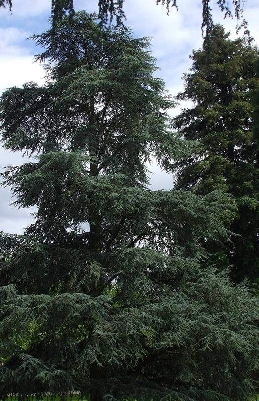 Cédre de l'Atlas - CEDRUS atlantica 'Glauca' - Conifère