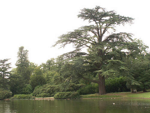 Cédre du Liban - CEDRUS libani - Conifère