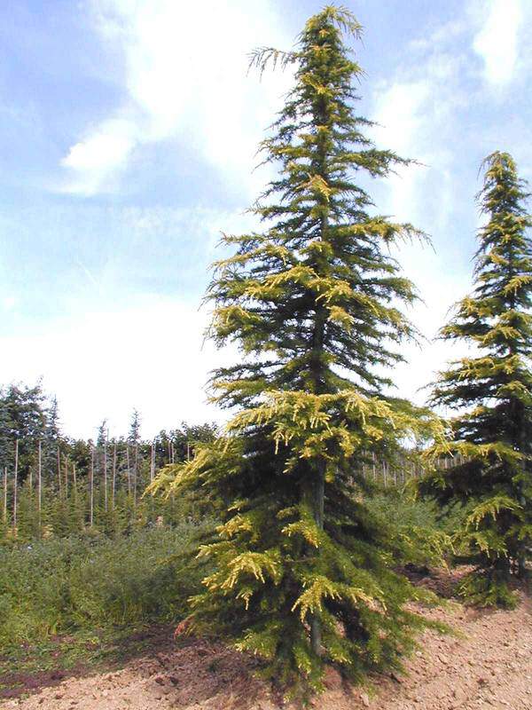 Cédre de l'Himalaya - CEDRUS deodara 'Aurea' - Conifère