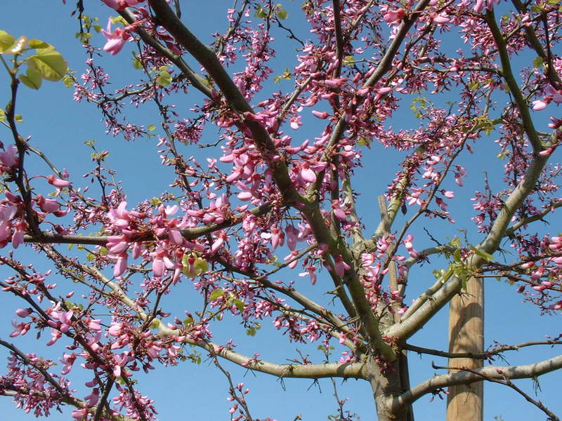 Arbre de Judée, Gainier - CERCIS chinensis - Petit arbre