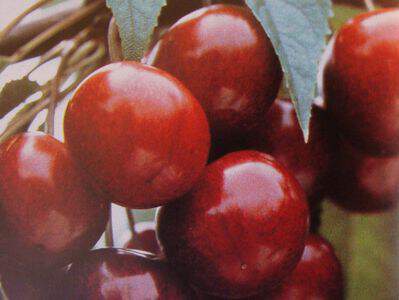 Prunus avium - CERISIER bigarreau 'Hâtif de Burlat' - Arbre fruitier