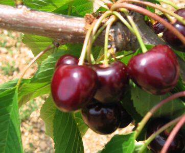Prunus avium - CERISIER bigarreau 'Marmotte' - Arbre fruitier