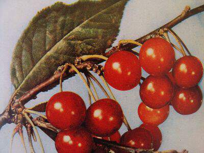 Prunus cerasus - CERISIER griotte 'de Montmorency' - Arbre fruitier