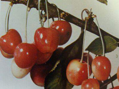 Prunus avium - CERISIER bigarreau 'Napoléon' - Arbre fruitier