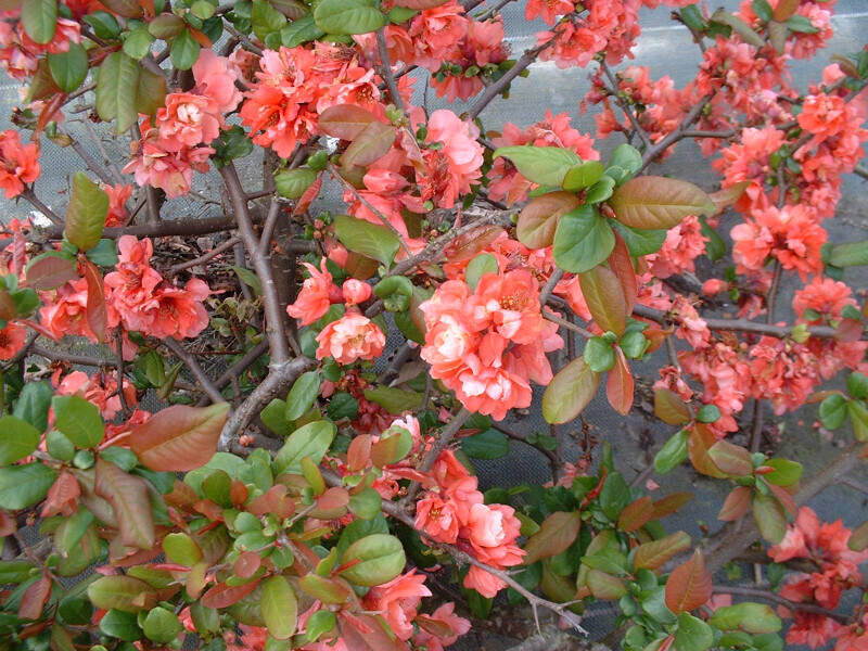 Cognassier du Japon - CHAENOMELES speciosa 'Falconet charlet' - Arbuste