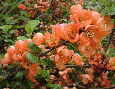 Cognassier du japon - CHAENOMELES superba 'Orange selection' - Arbuste