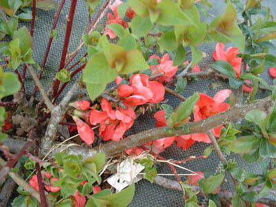 Cognassier du japon - CHAENOMELES superba Pink lady - Arbuste