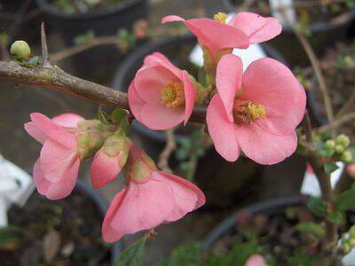 Cognassier du japon - CHAENOMELES speciosa 'Semperflorens' - Arbuste