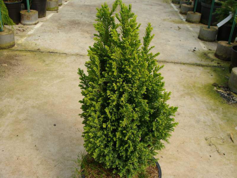 Cyprés de Lawson - CHAMAECYPARIS lawsoniana 'Ellwoodii gold' - Conifère nain