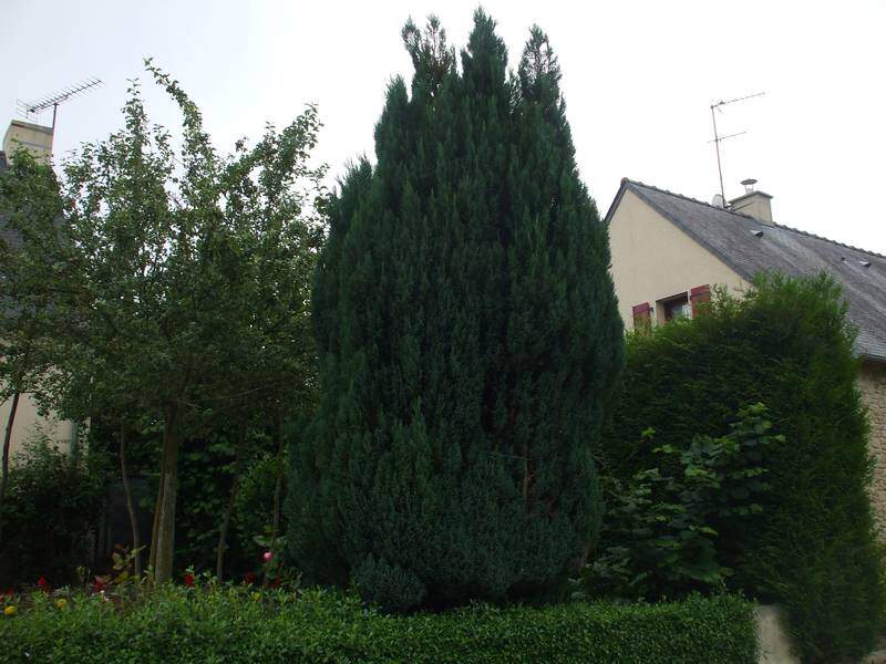 Cyprés de Lawson - CHAMAECYPARIS lawsoniana 'Ellwoodii' - Conifère