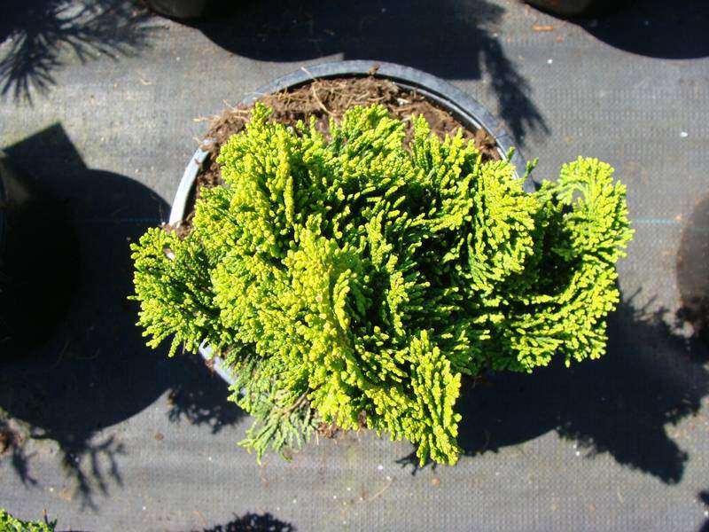 Cyprès de Lawson - CHAMAECYPARIS lawsoniana 'Minima Aurea' - Conifère nain