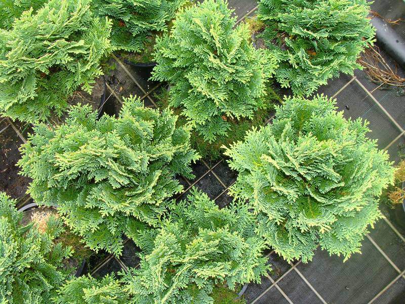 Cyprès de Lawson - CHAMAECYPARIS lawsoniana 'Minima Glauca' - Conifère nain