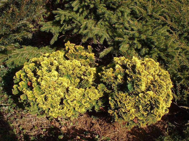 Cyprès hinoki - CHAMAECYPARIS obtusa 'Nana Aurea' - Conifère nain