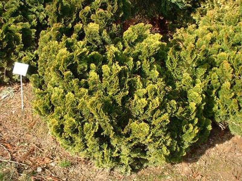 Cyprès hinoki - CHAMAECYPARIS obtusa 'Nana gracilis' - Conifère nain