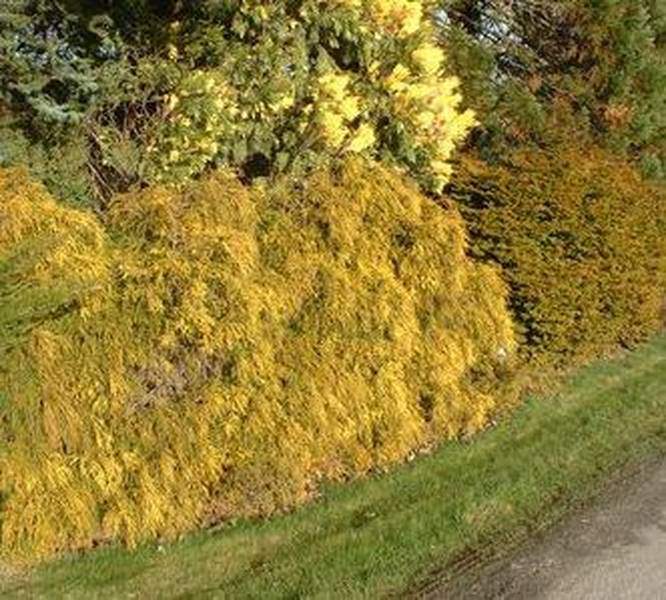 Cyprès Sawara - CHAMAECYPARIS pisifera 'Sungold' - Conifère nain