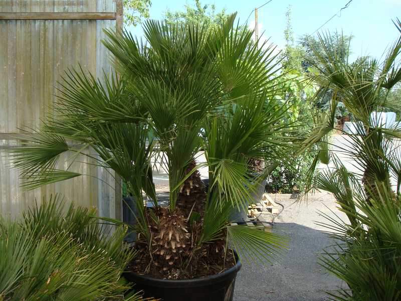 Palmier nain - CHAMAEROPS humilis - Petit arbre
