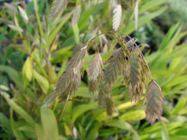 Chasmanthium - CHASMANTIUM latifolium - Graminées