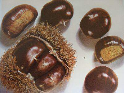 Castanea sativa 'Marron de Redon' - CHÂTAIGNIER 'Marron de Redon' - Arbre fruitier