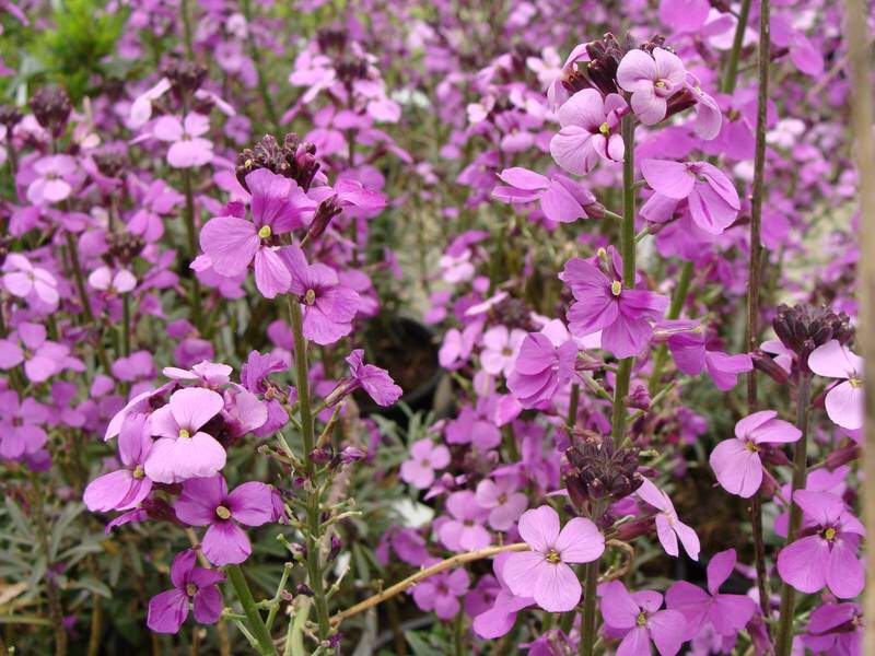 Giroflée arbustive - CHEIRANTHUS 'Bowles Purple' - Vivace