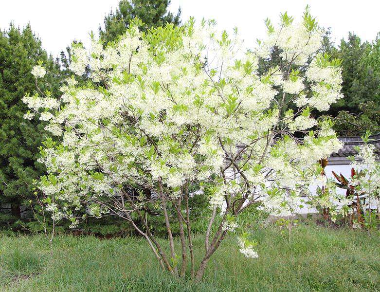 Arbre de neige - CHIONANTHUS virginicus - Terre de bruyère