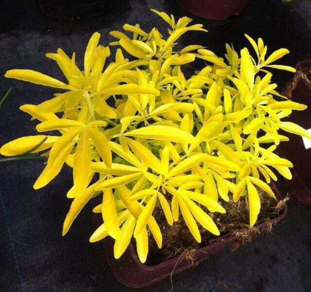 Oranger du Mexique - CHOISYA ternata 'Gold star' - Arbuste
