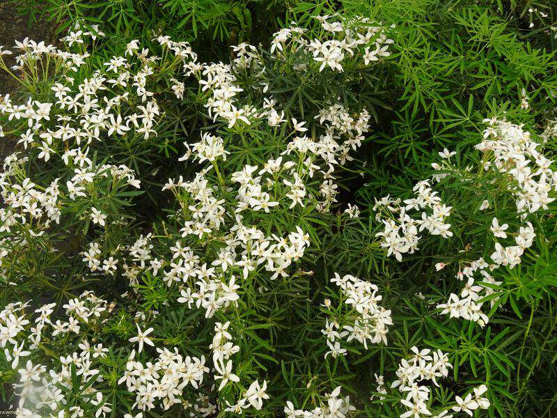 Oranger du Mexique - CHOISYA 'White dazzler®' - Arbuste