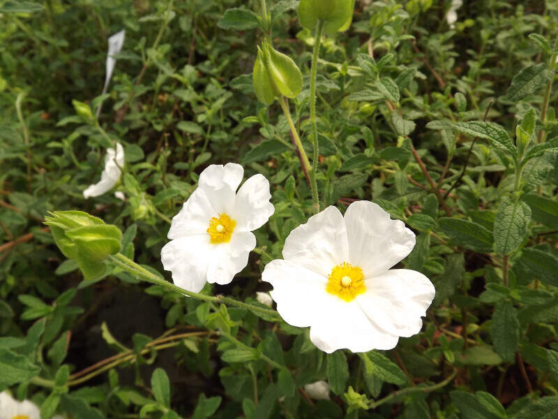 Ciste - CISTUS obtusifolius - Arbuste