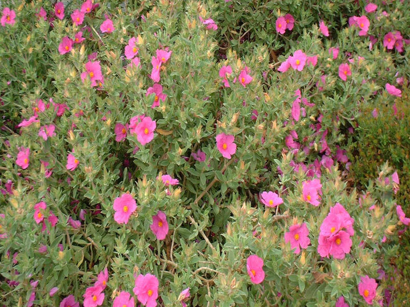 Ciste - CISTUS pulverulenthus 'Sunset' - Arbuste