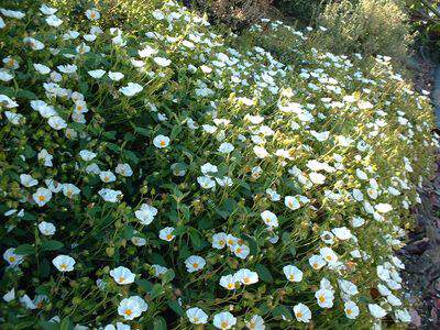 Ciste - CISTUS florentinus - Arbuste