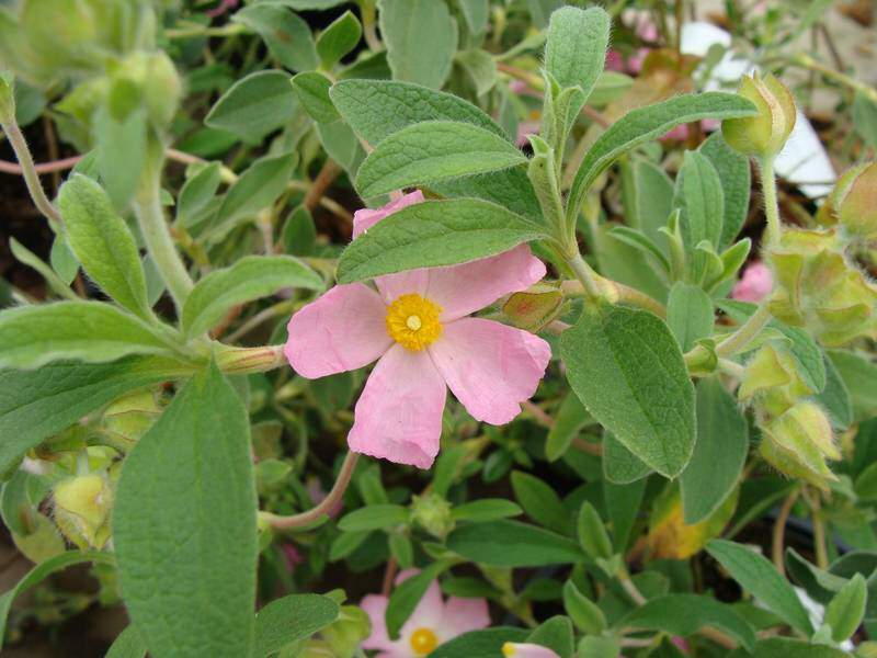 Ciste - CISTUS parviflorus - Arbuste