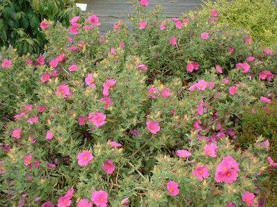 Ciste - CISTUS pulverulenthus - Arbuste