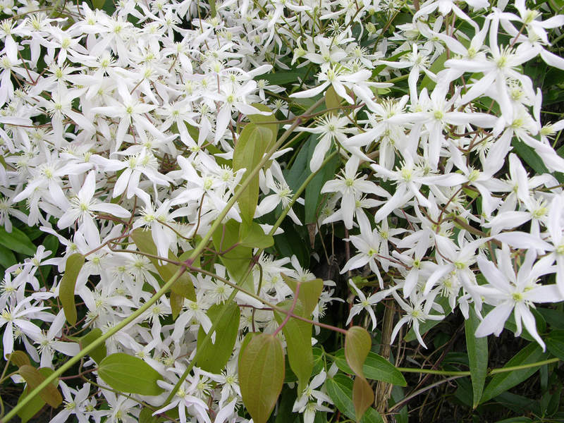 Clématite - CLEMATIS armandii - Plante grimpante